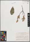 Foto von Salix cinerea L.